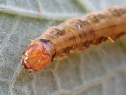 Syndemis musculana